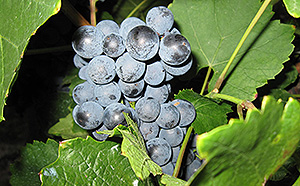 Rotwein